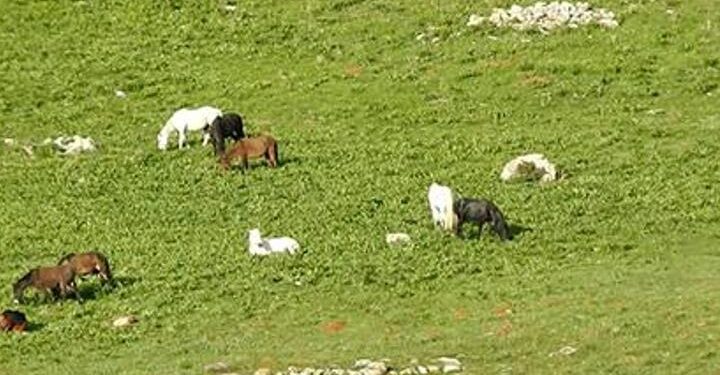 Munzur Dağları’ndaki yılkı atları doğal yaşam alanlarında görüntülendi