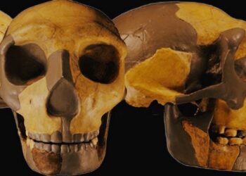 300 bin yıllık insan kalıntıları bulundu! Görülmemiş eski insan türü mü?