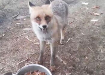 Ormanda karşılaştığı tilki en yakın dostu oldu