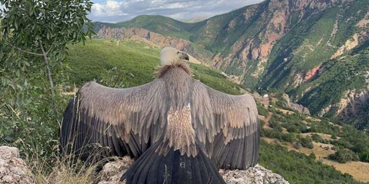 Ergen akbabanın uçma öncesi kanat egzersizi kamerada