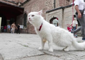 Ayasofya’nın yeni kedisi “Seymen”