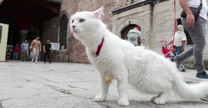 Ayasofya’nın yeni kedisi “Seymen”