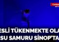 Nesli tükenmekte olan su samuru Sinop’ta görüntülendi