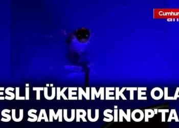Nesli tükenmekte olan su samuru Sinop’ta görüntülendi