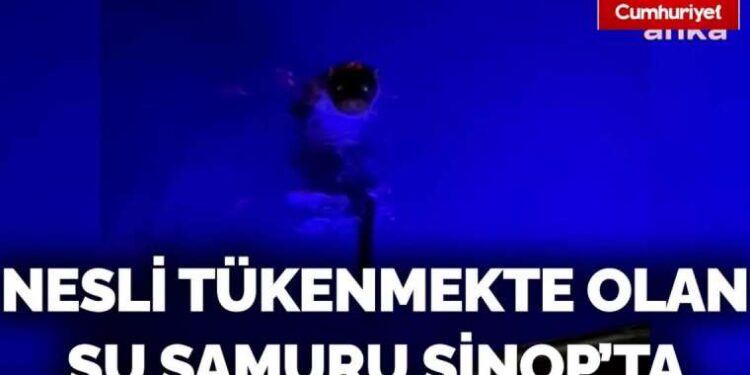 Nesli tükenmekte olan su samuru Sinop’ta görüntülendi
