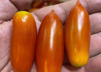 Elazığ’da biber görünümlü domatesler ilgi görüyor