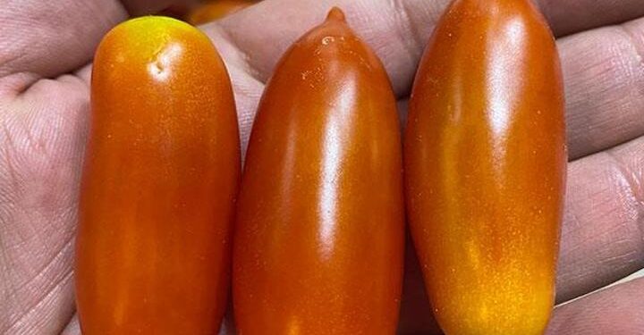 Elazığ’da biber görünümlü domatesler ilgi görüyor