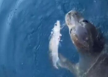 Koruma altındaki Akdeniz foku Kaş’ta görüldü