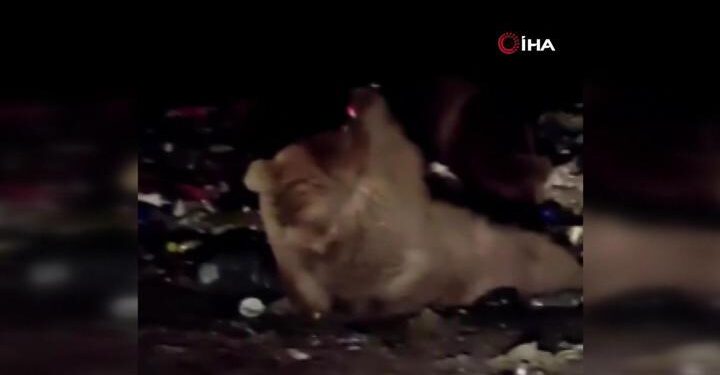 Boz ayının içecek keyfi kamerada