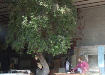 Marangoz atölyesinde asırlık zeytin ağacı