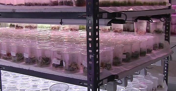 Uzayda bitki yetiştirmek için proje