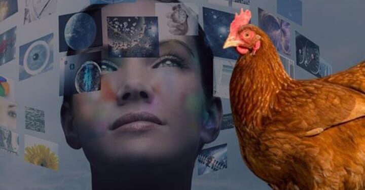 Dünya yeni bir çağa giriyor! Kanıtı ise tavukların değişen iskelet yapısı