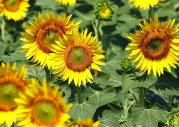 Tekirdağ’daki ayçiçeği tarlalarında deklanşör senfonisi