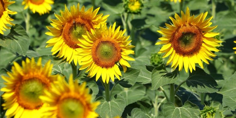 Tekirdağ’daki ayçiçeği tarlalarında deklanşör senfonisi