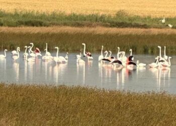 Çorum’da ilk kez flamingo görüldü