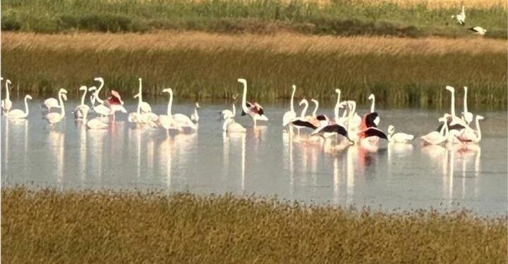 Çorum’da ilk kez flamingo görüldü