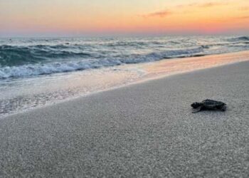 Patara’da yılın ilk yavru caretta carettaları denizle buluştu
