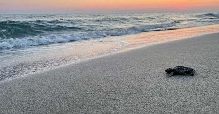 Patara’da yılın ilk yavru caretta carettaları denizle buluştu