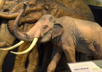 İngiltere’de 450 bin yıllık mamut fosili bulundu