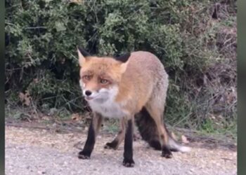 Yoluna çıkan tilkiyi elleriyle besledi