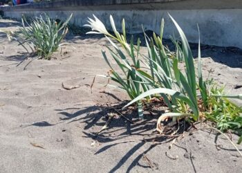 Samsun’da koruma altındaki kum zambakları çiçek açtı