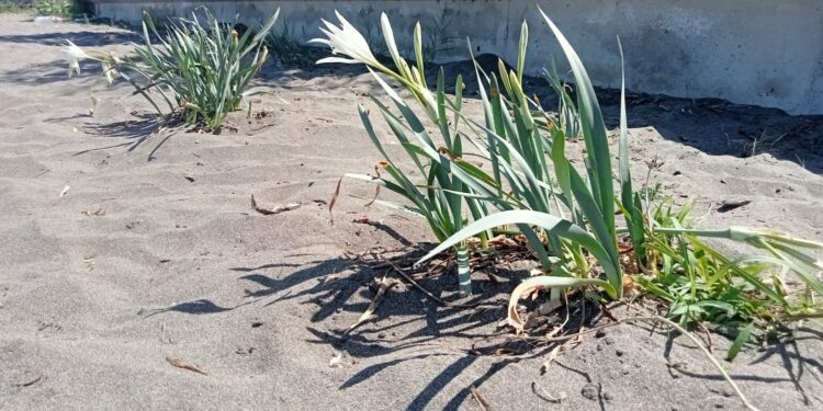 Samsun’da koruma altındaki kum zambakları çiçek açtı