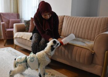 Evinde biberonla beslediği kuzuyla mahallede de geziyor