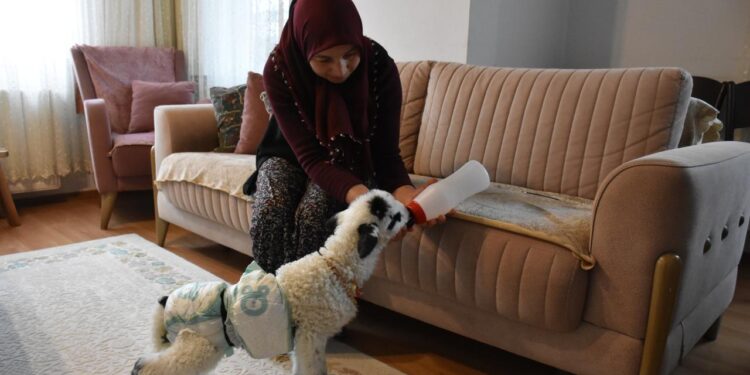 Evinde biberonla beslediği kuzuyla mahallede de geziyor