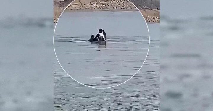 Atıyla buz gibi nehre atladı, can kurtardı! 🐎 🩵