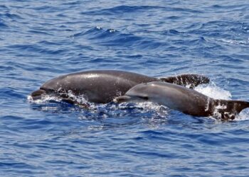 Balina şarkılarında insan dili izleri keşfedildi! 🐋 🎶