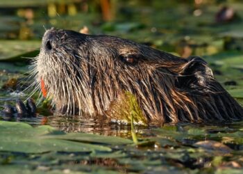 Yetkililer planladı, kunduzlar yaptı! Çekya’da doğa kendi çözümünü üretti 🌿🏗️