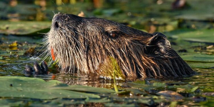 Yetkililer planladı, kunduzlar yaptı! Çekya’da doğa kendi çözümünü üretti 🌿🏗️