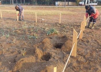 Menderes Belediyesi ve gençlerden örnek proje: Kum Zambağı, dünya tanıtımına hazır! 🌍✨