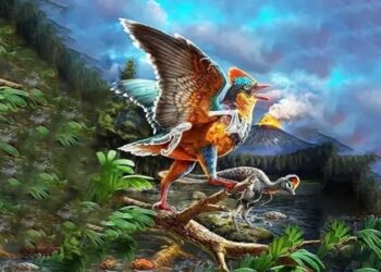 Bilim dünyası heyecanlı: Çin’deki Jura Dönemi kuş fosilleri, evrimsel süreci yeniden şekillendiriyor! 🤩🌟