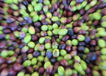 Geleneksel tatlara Avrupa’dan onay! Aydın memecik zeytini, Türkiye’nin 31. tescilli ürünü oldu 🏅🍃