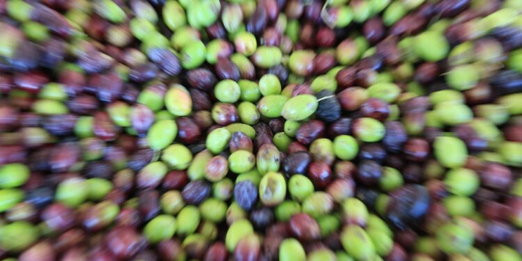 Geleneksel tatlara Avrupa’dan onay! Aydın memecik zeytini, Türkiye’nin 31. tescilli ürünü oldu 🏅🍃