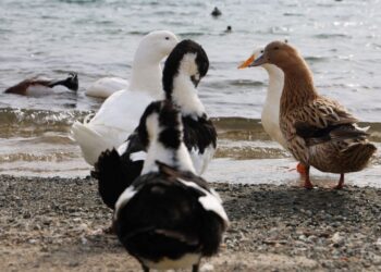 Keban Baraj Gölü, zengin faunasıyla büyülüyor! Karabataklar ve ördekler gölde özgürce kanat çırpıyor 📸 🐦