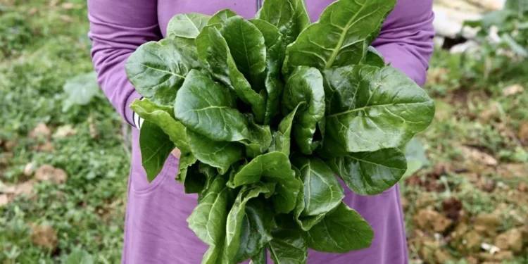 Giresun’da kırsal kalkınmaya örnek: Şerife Özcan, seracılıkla hem üretiyor hem de ilham veriyor! ✨💪