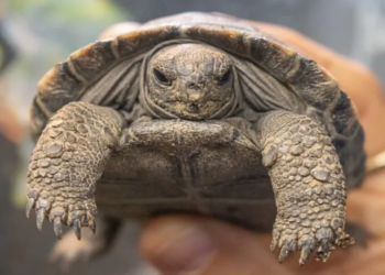 Tarihi an! 1932’den beri hayvanat bahçesinde yaşayan Mommy, en yaşlı Galapagos kaplumbağası annesi unvanıyla dört yavruya can verdi! 🎉🐢