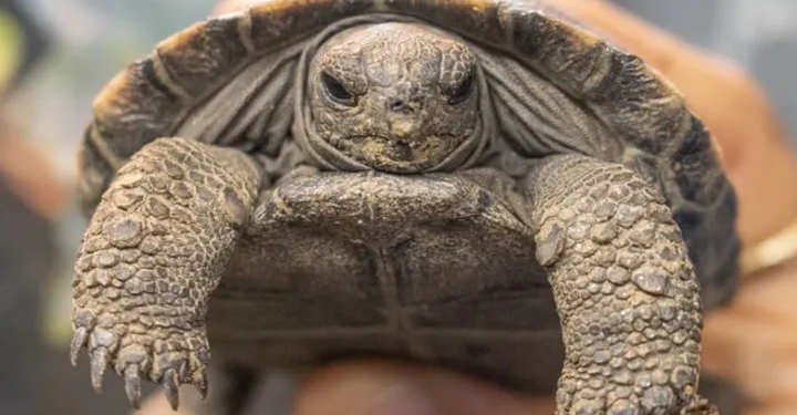 Tarihi an! 1932’den beri hayvanat bahçesinde yaşayan Mommy, en yaşlı Galapagos kaplumbağası annesi unvanıyla dört yavruya can verdi! 🎉🐢