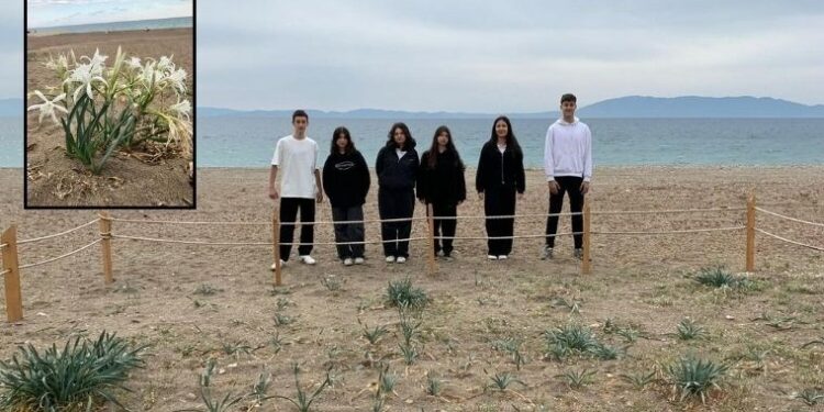 Menderesli öğrencilerden doğa harikası bir adım! Nesli tükenme tehdidindeki kum zambakları koruma altına alındı! 🌿🤍