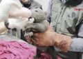 Ormanda bulunan minik ayı Bulut’a anne şefkatiyle bakım başladı 🌳🐻