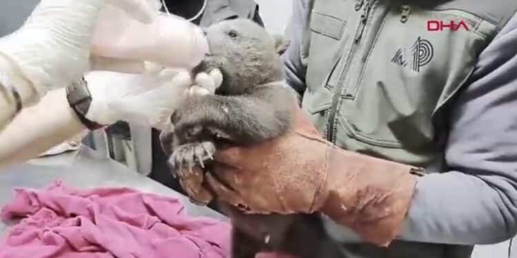 Ormanda bulunan minik ayı Bulut’a anne şefkatiyle bakım başladı 🌳🐻