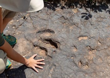 Skye Adası’nda otçul ve etçil dinozorlar bir arada yaşadı: Yeni izler geçmişi aydınlatıyor! 🌿🦖
