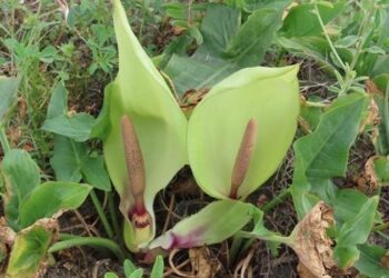 Hatay’da yeni bir bitki türü keşfedildi! “Milleyha Tirşiği” bilim dünyasına kazandırıldı 🌿🇹🇷
