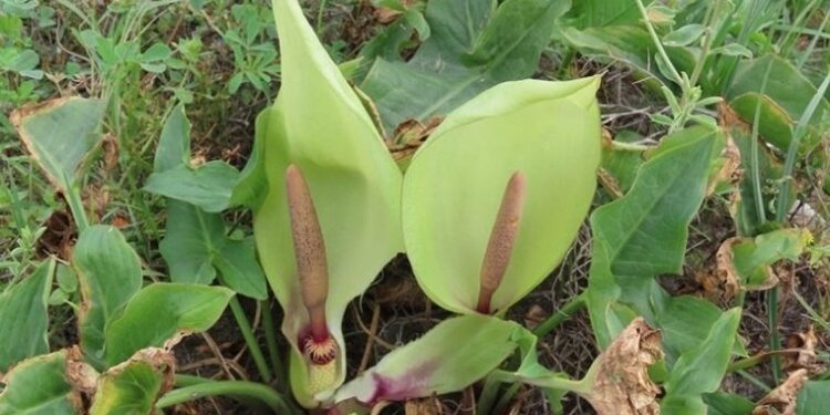 Hatay’da yeni bir bitki türü keşfedildi! “Milleyha Tirşiği” bilim dünyasına kazandırıldı 🌿🇹🇷