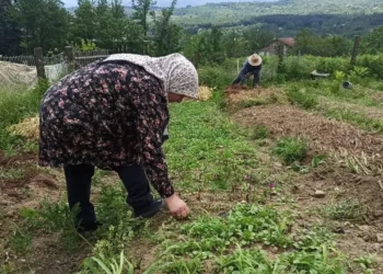 Güney Tabaklar Köyü’nde örnek bir girişim: Salep yetiştiriciliği köyün kaderini değiştiriyor 💪🇹🇷