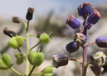 Toroslar’da yeni bir tür keşfedildi: Konya Sümbülü bilim dünyasına kazandırıldı 💐🔬