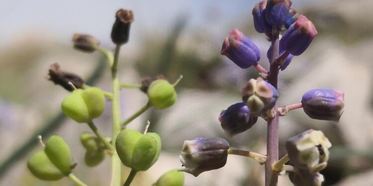 Toroslar’da yeni bir tür keşfedildi: Konya Sümbülü bilim dünyasına kazandırıldı 💐🔬