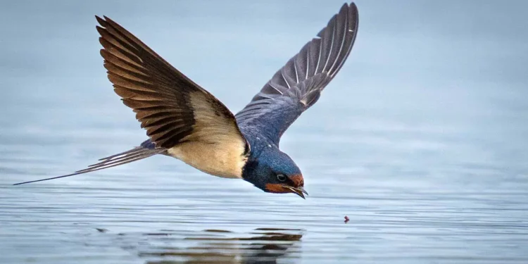 Antalya’da kısa sürede kayda geçen doğa zenginliği: 3 günde 120’den fazla kuş türü gözlemlendi